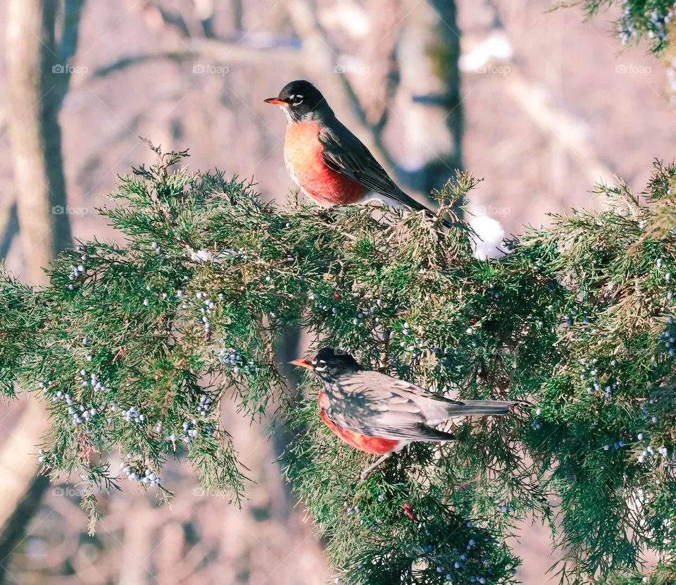 two birds in a tree