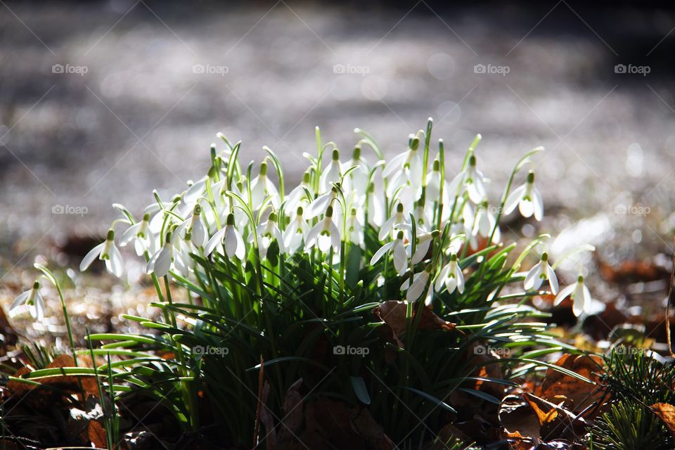 Blossom of flower during springtime