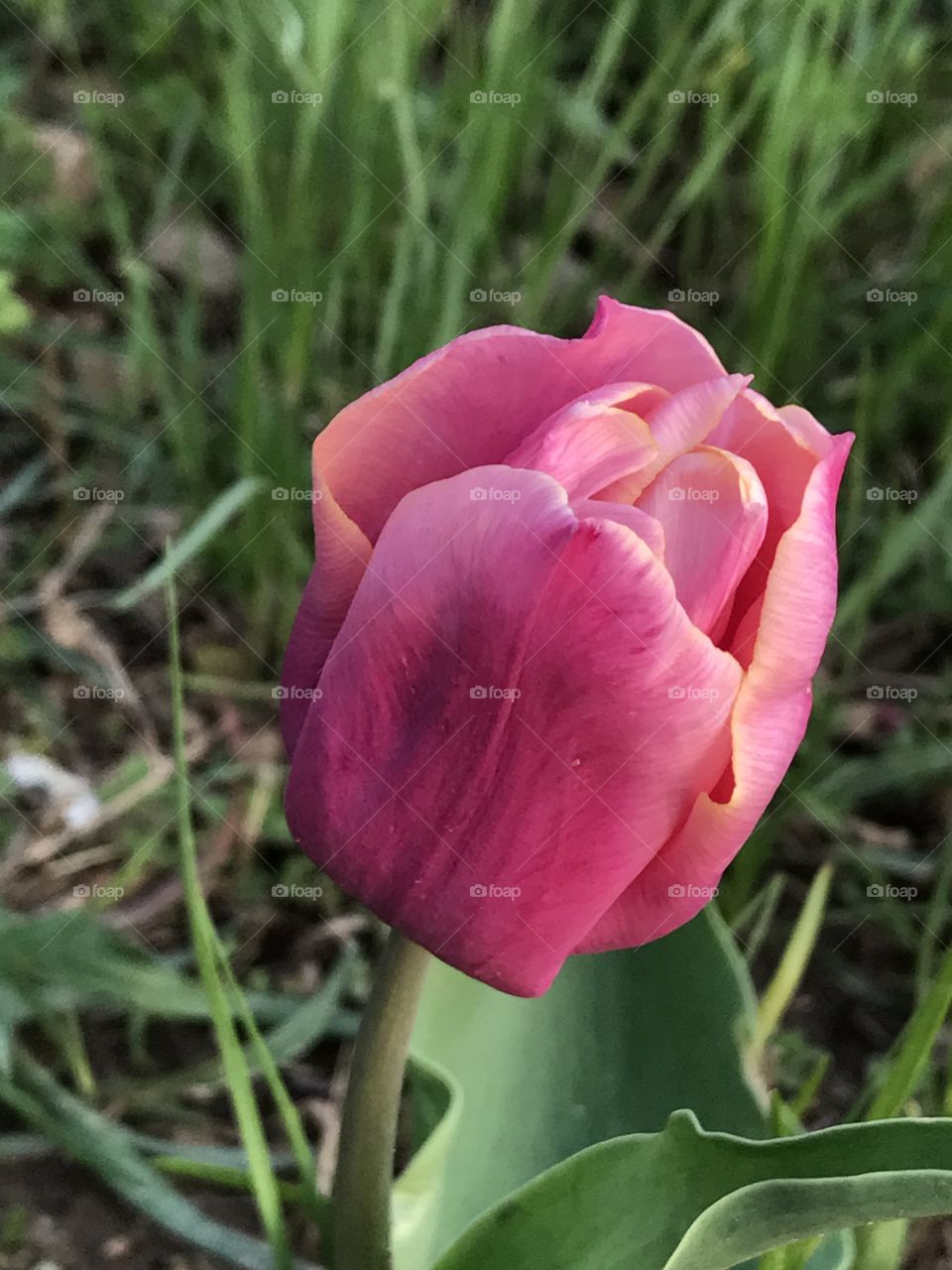 Tulip