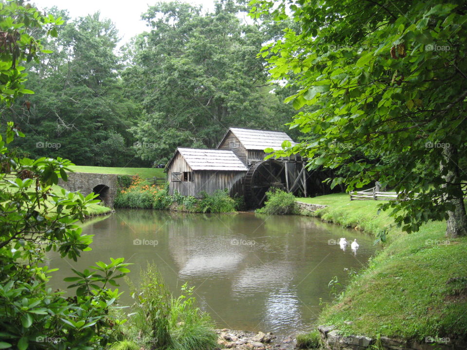 Water, Wood, Tree, River, Landscape