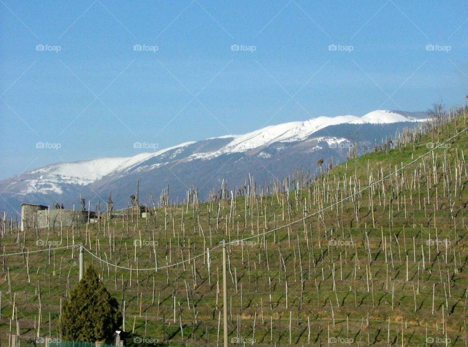 Italian vineyard 