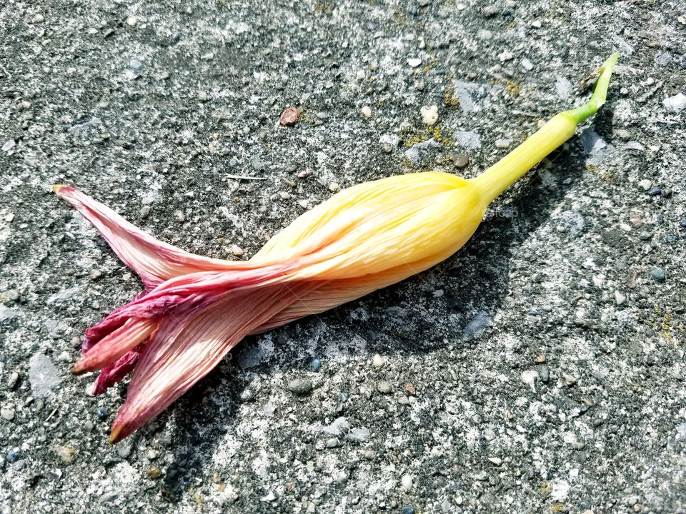 dead flower bud