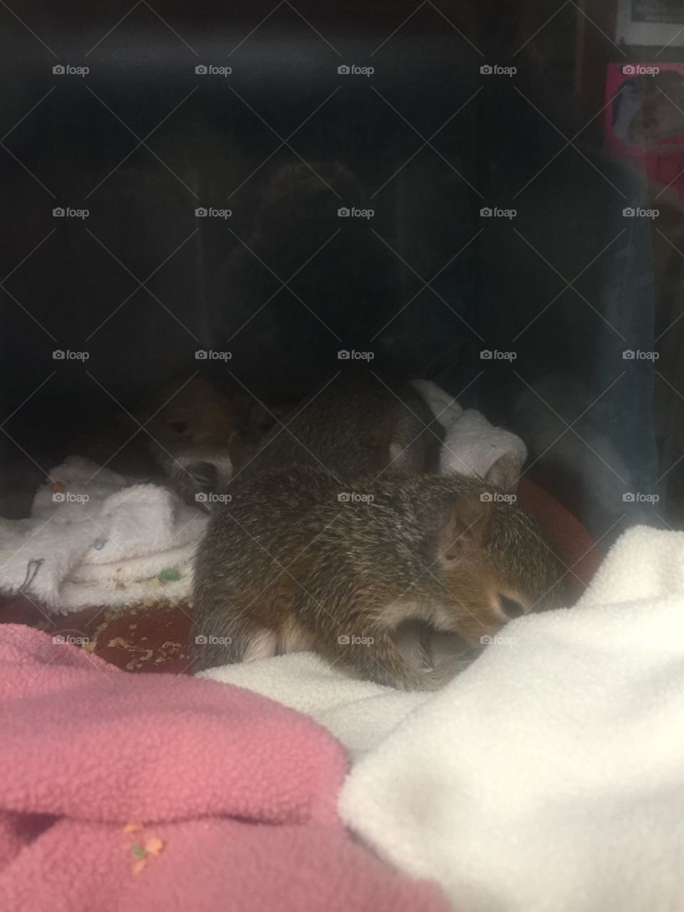 Baby squirrels playing in their incubator. 