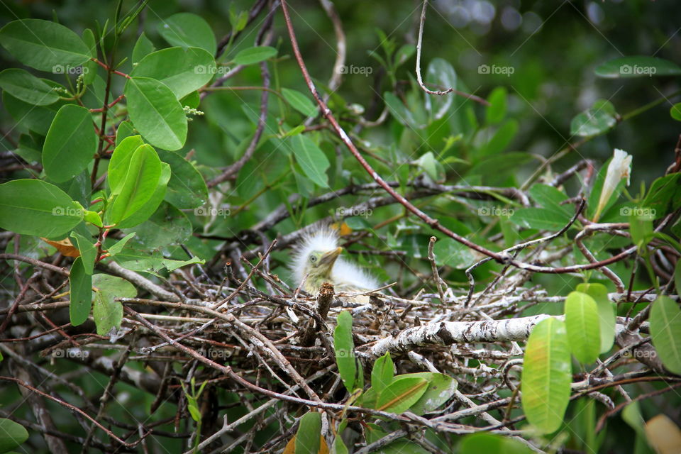 Nature, Tree, Leaf, Tropical, Wild