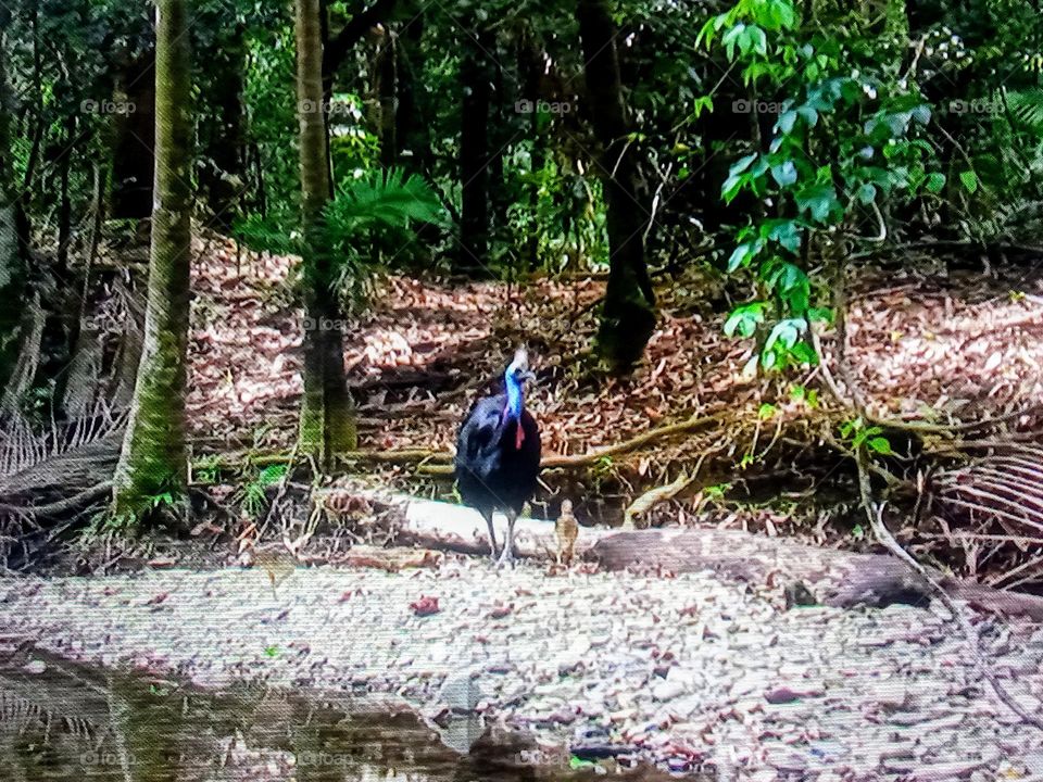 a bird in the forest