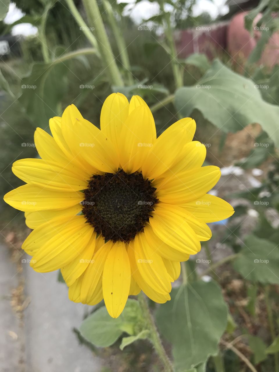 Sunflower stare