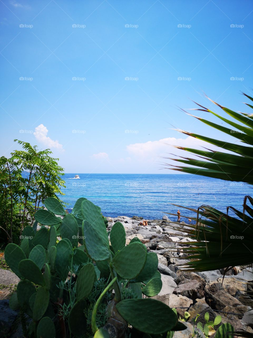 Summer beyond the prickly pear