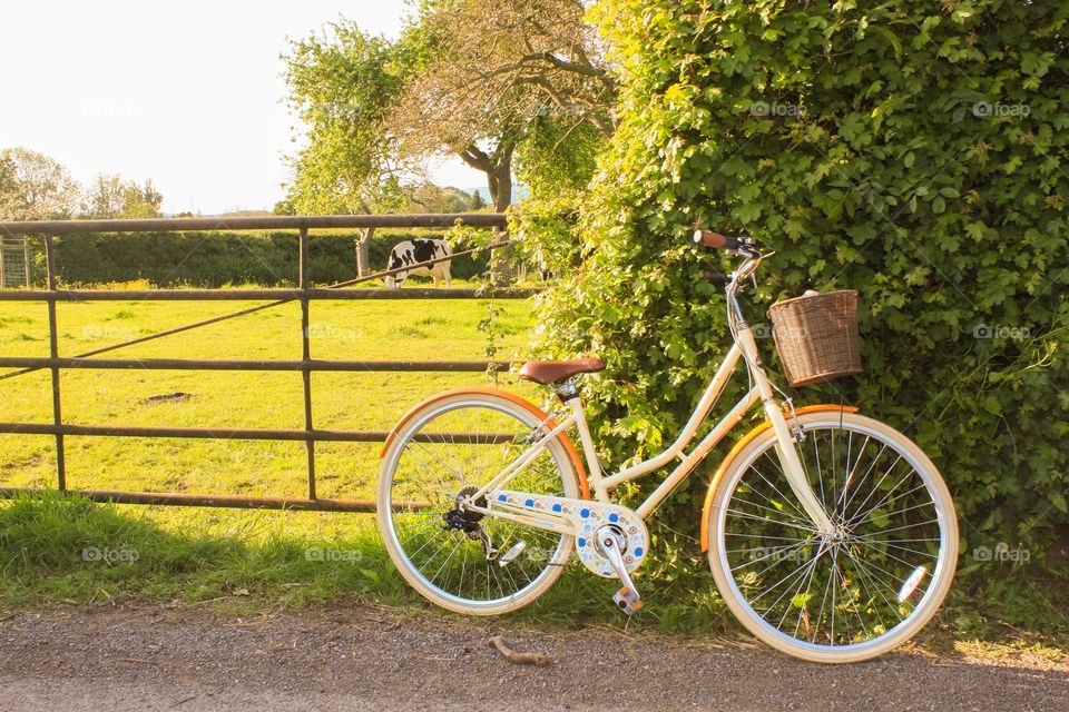 Feminine bike resting against a hedgerow next to a field of cows