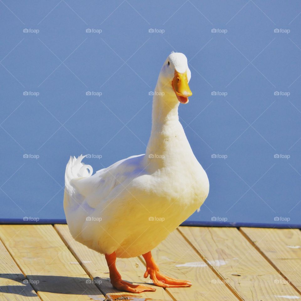 white goose
