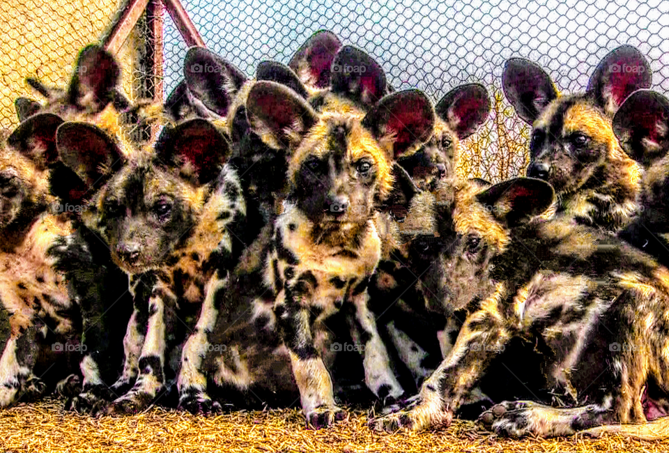 Jackals in the cage. Nursery ((foot from the video with retouching, 2013).