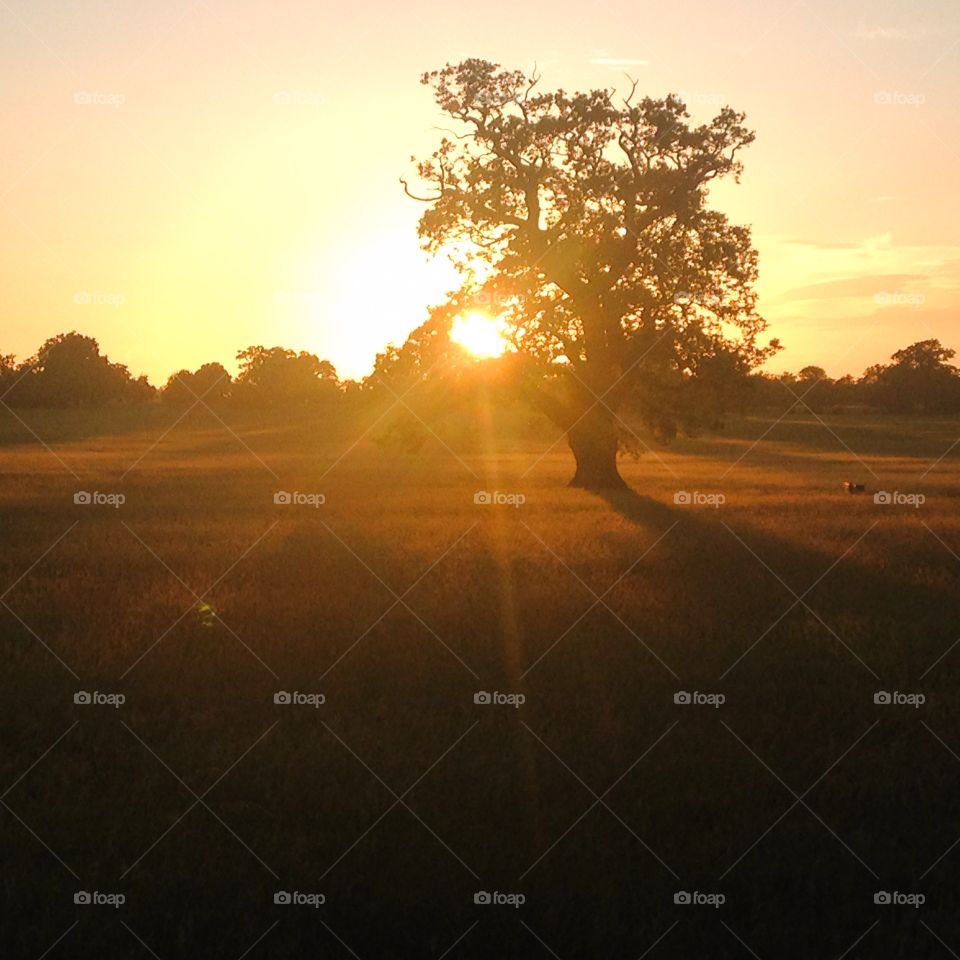 Towards the setting Sun. Windsor Long Walk park