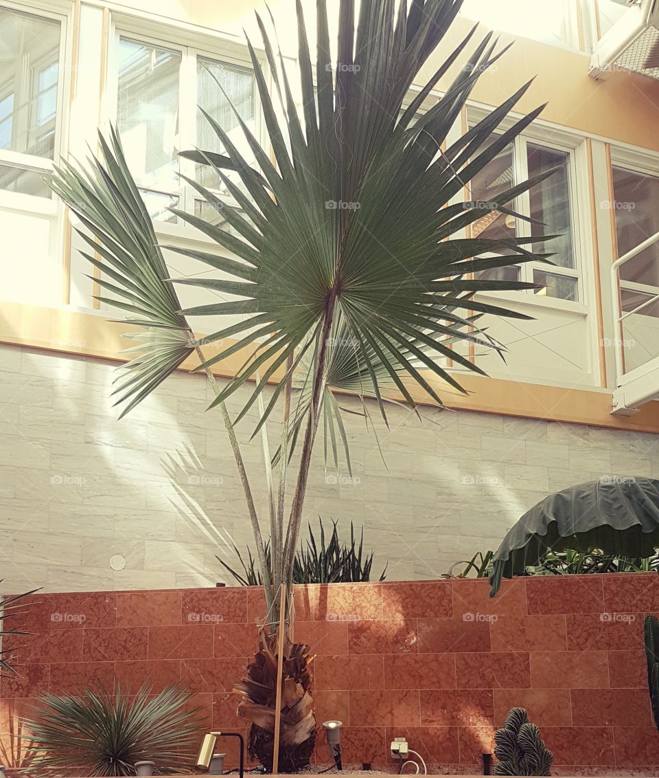 palmer i olika arter