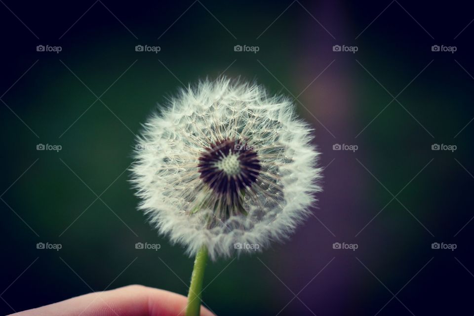 Pusteblume