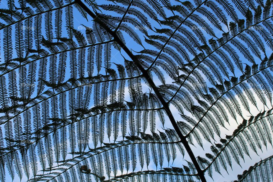 A view of the sky through the branches of a beautiful green fern.  Tropical trees