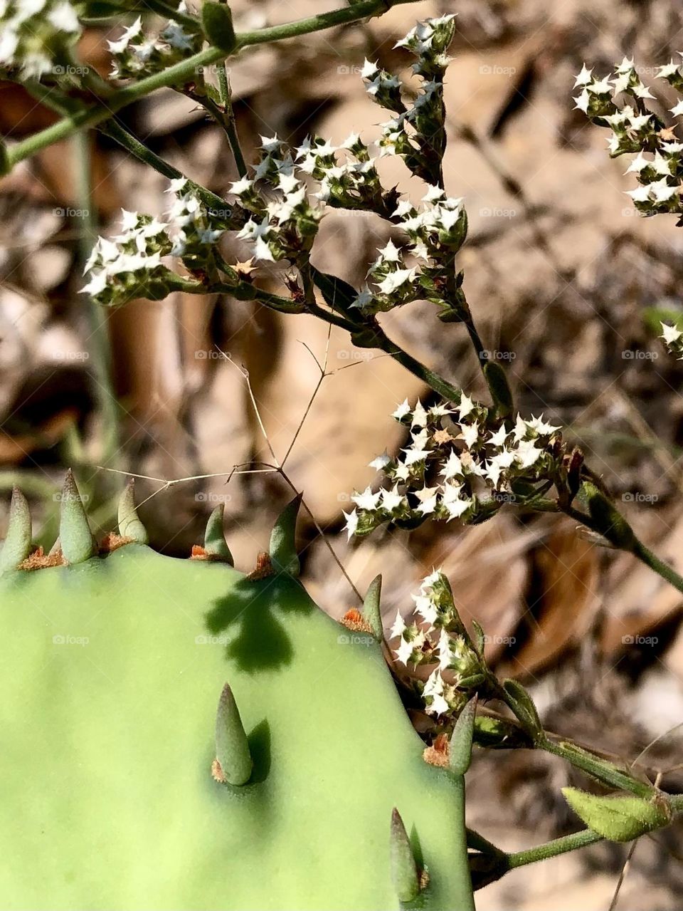 Closeup of a cactus with TINY white flowers around it, creating a tiny shadow on the cactus 🌵