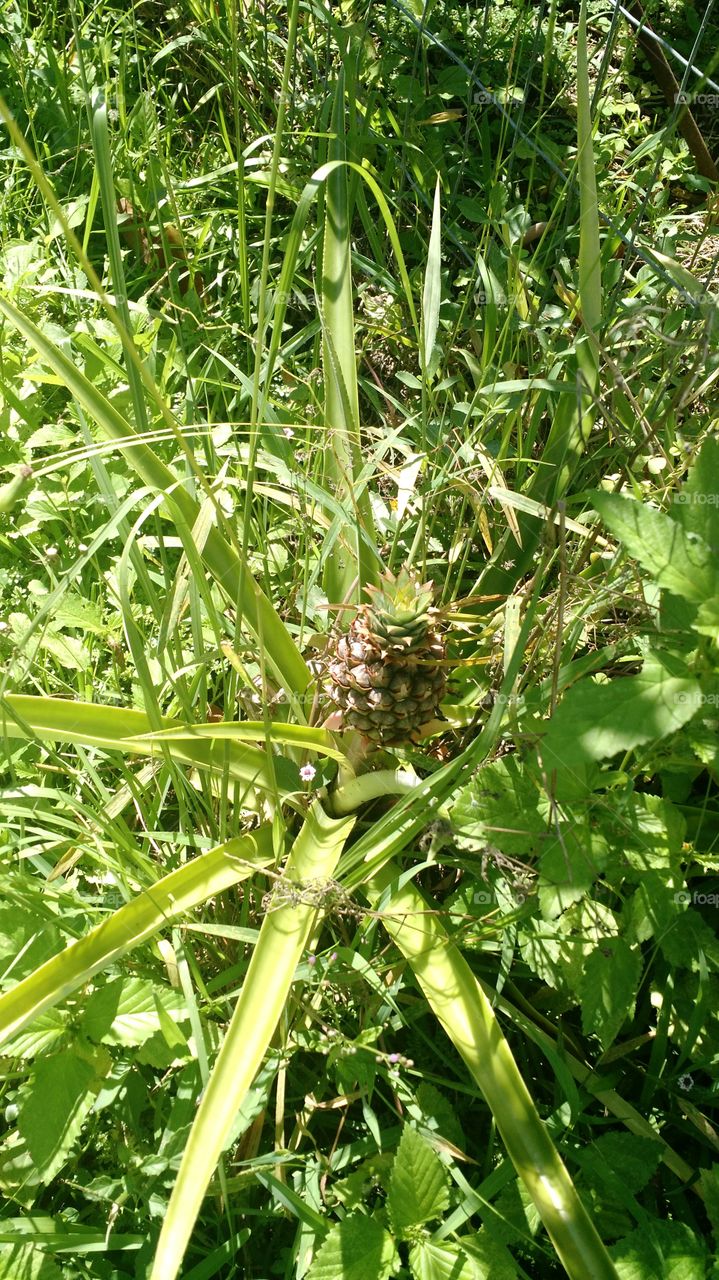 Here we see a wild pineapple in it's natural habitat.