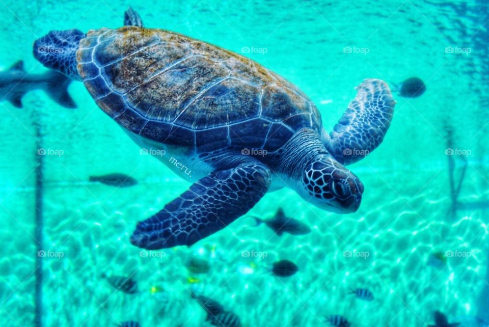 Sea Turtle 🐢 