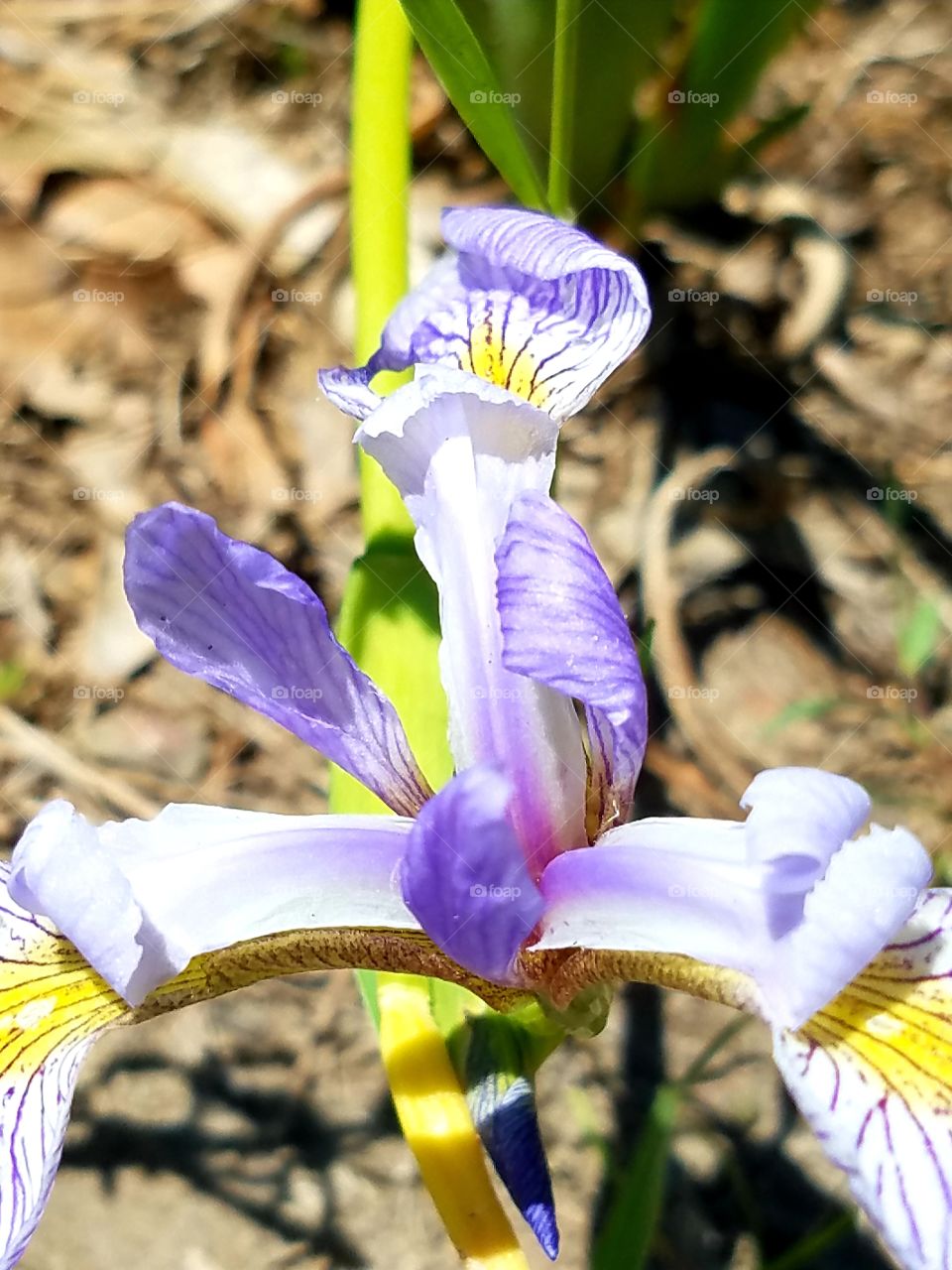 Iris Versicolor