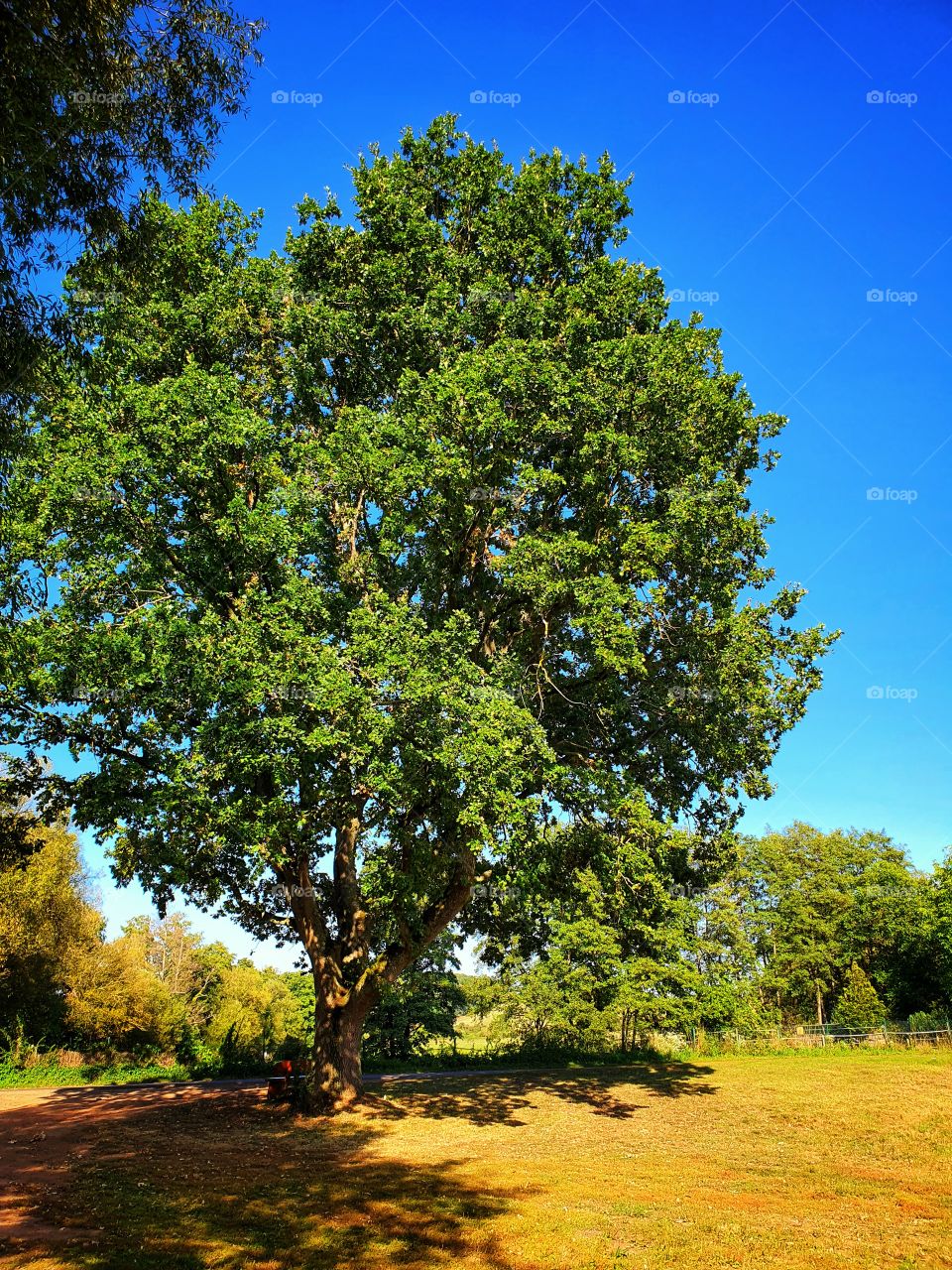 Big old tree in germany