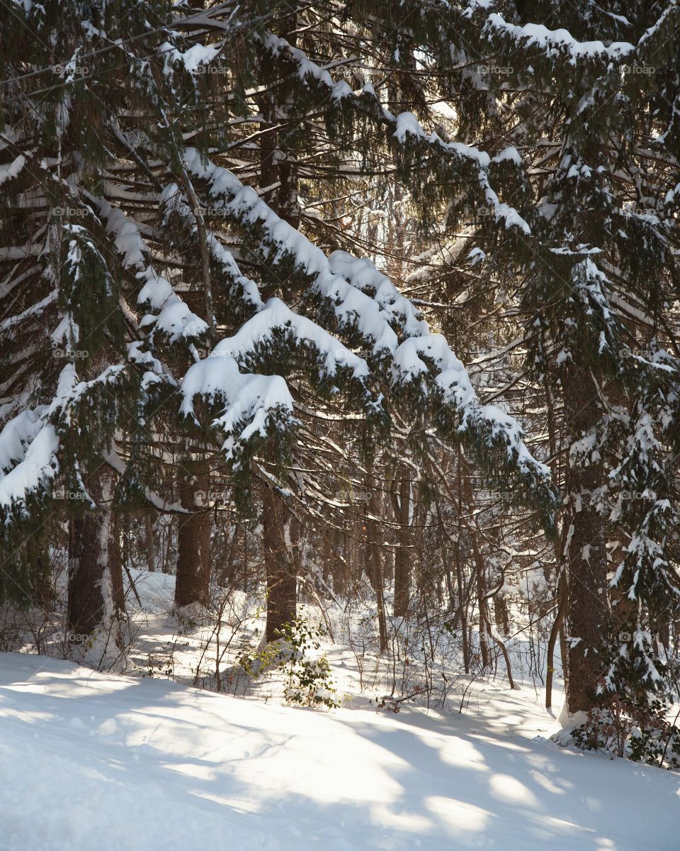 Winter, Snow, Frost, Cold, Frozen