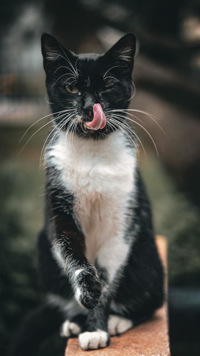 Black cat 