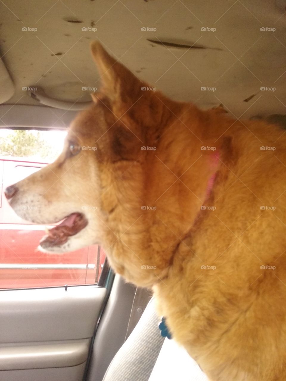 she thinks she can drive