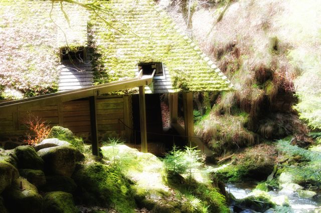 Das Haus im Wald