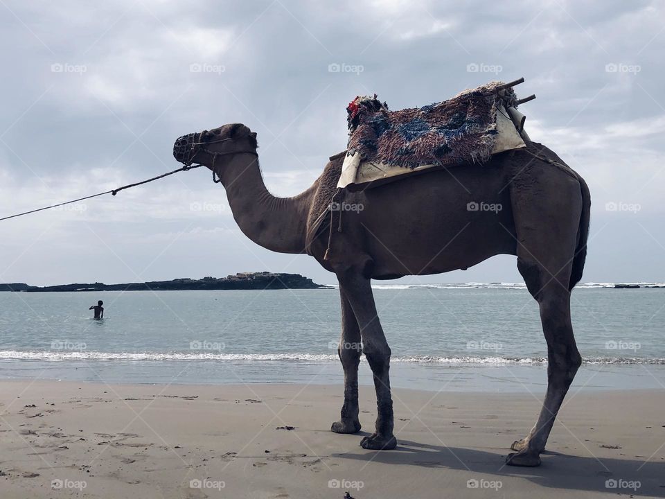 Beautiful camel near the beach 