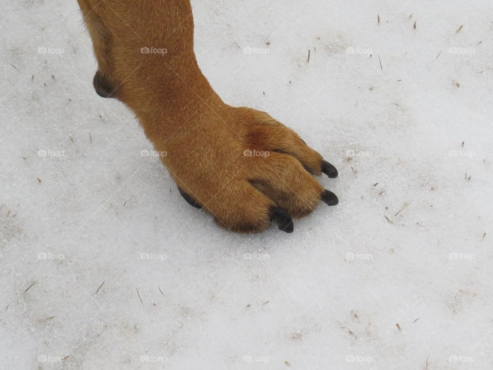 Bullmastiff paw print in the snow. 