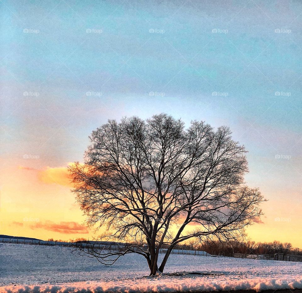 Everyone needs a favorite tree at sunset 