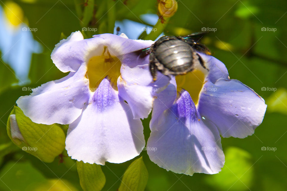 THE FLOWER AND BEE AT NOON NOOK GARDEN PATTAYA THAILAND