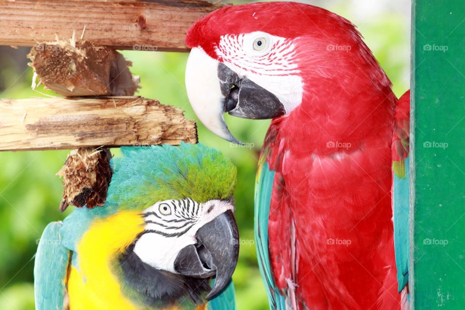 Friendship Parrots