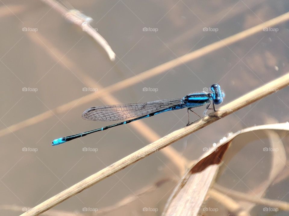 Blue Dragonfly on the river