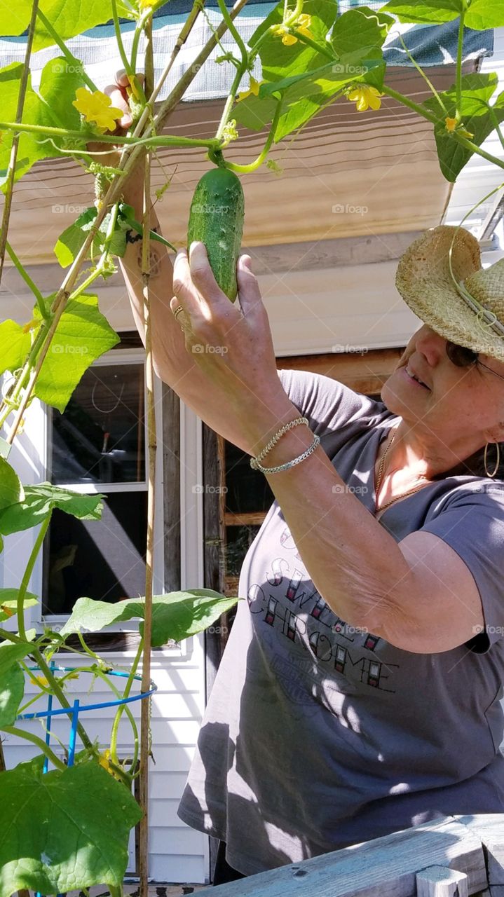 Woman in cowboy hat picking cukecumber from its vine. This is container gardening at it's best, sunny all day, perfect for this gardener.