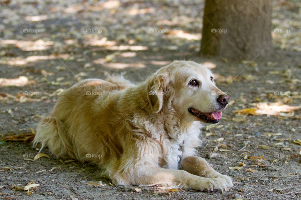 Portrait of a dog resting