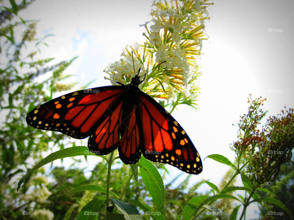 A Monarch Butterfly on a butterfly bush enjoying the nectar on a warm sunny summer day.