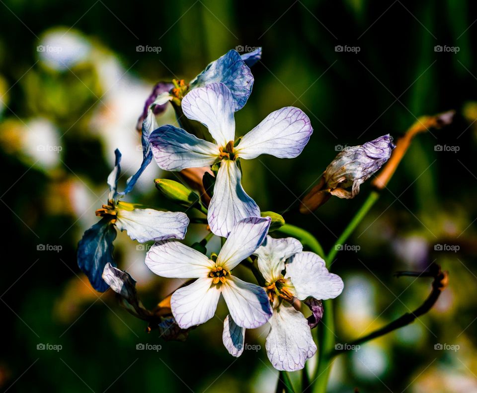 White flower