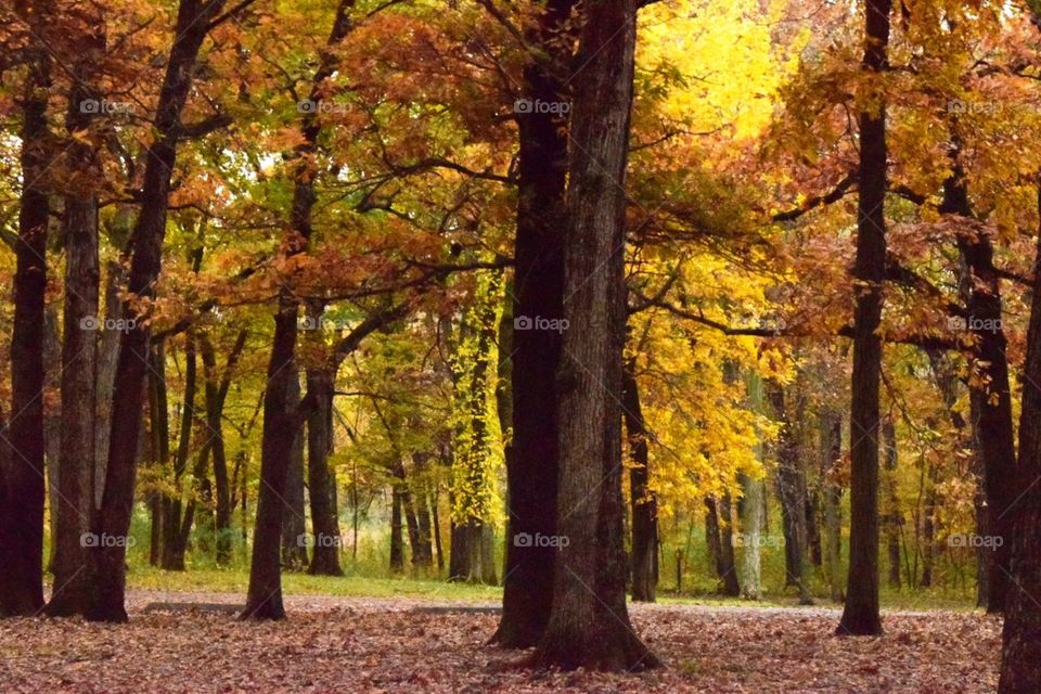 The woods in the fall