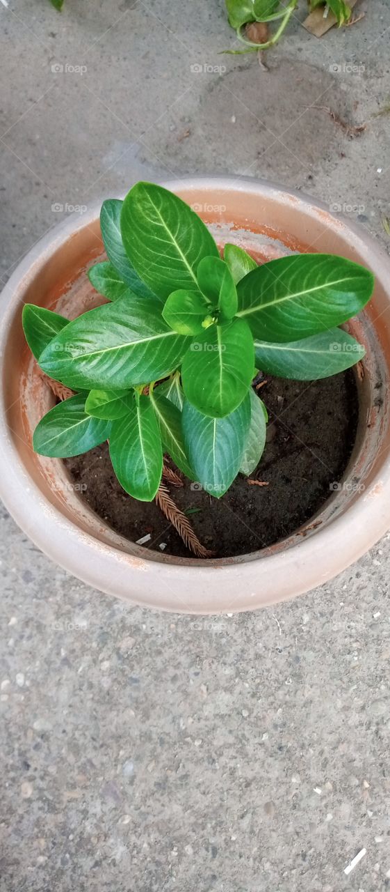 Annual vinca (Catharanthus roseus) is a tropical perennial that is grown as an annual in most regions. 