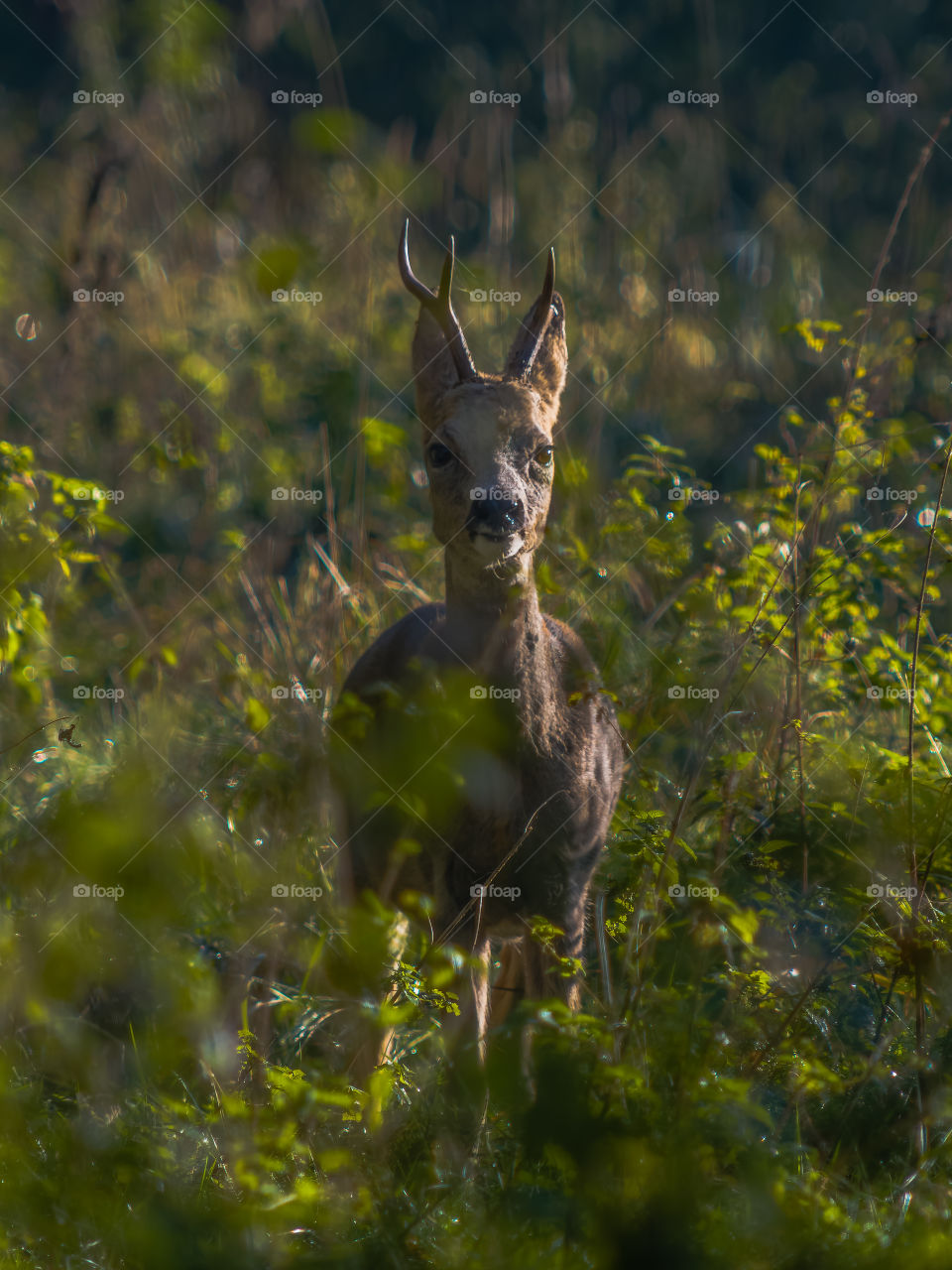Young deer in the forest