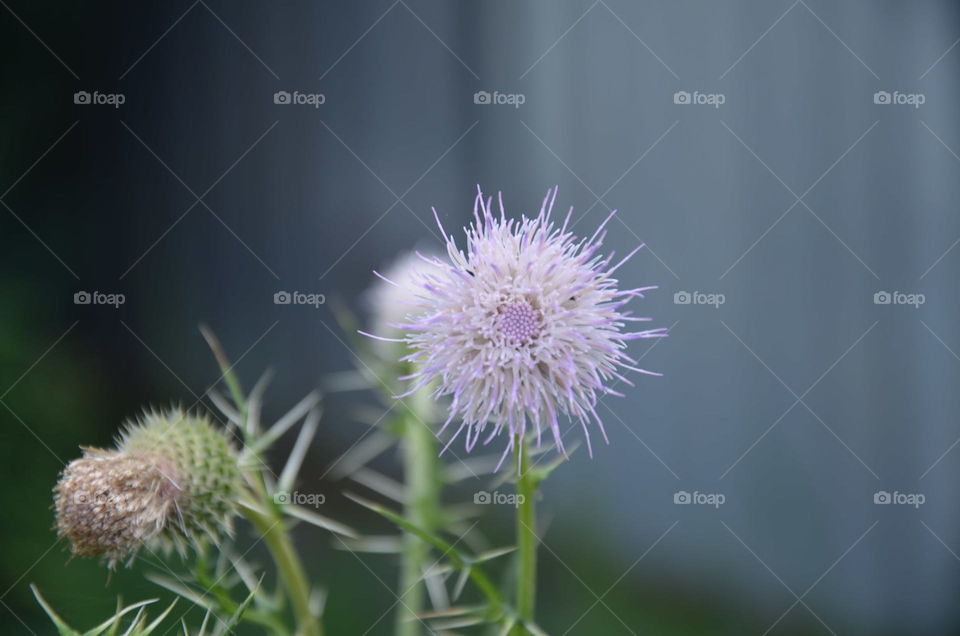 Nature, Flower, Flora, Summer, No Person