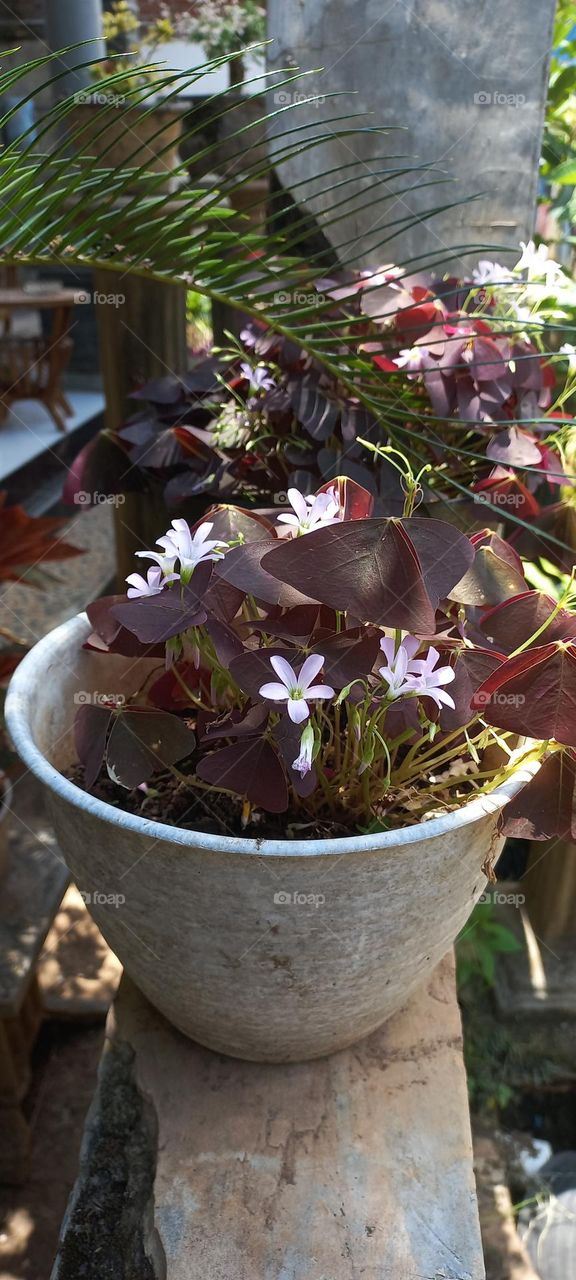 Oxalis triangularis is an ornamental plant from the genus oxalis.