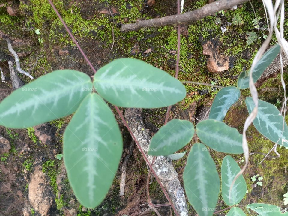 uttrakhand forest pic