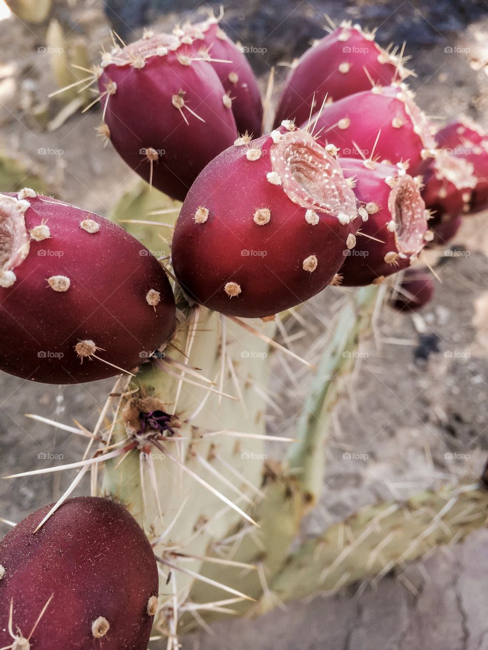 Prickly Pear