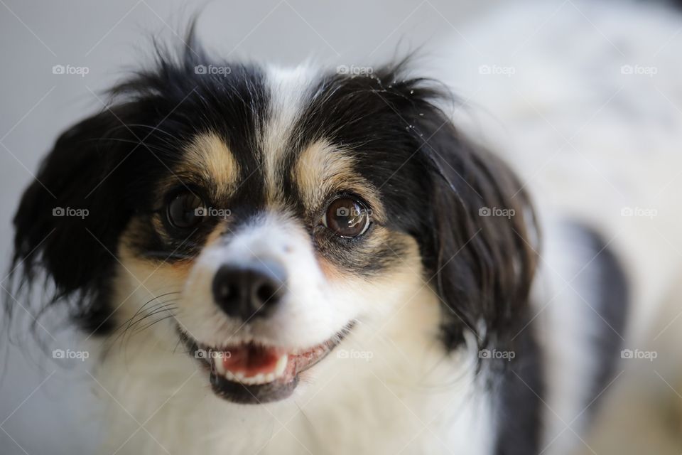 Pretty dog smile