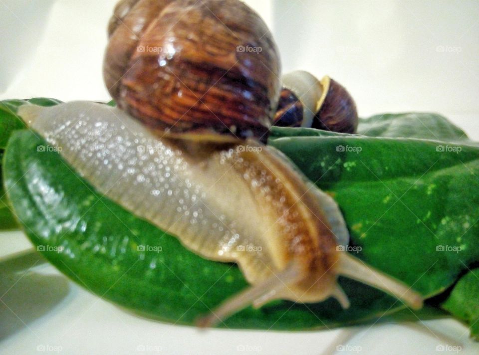 Улитка Snail