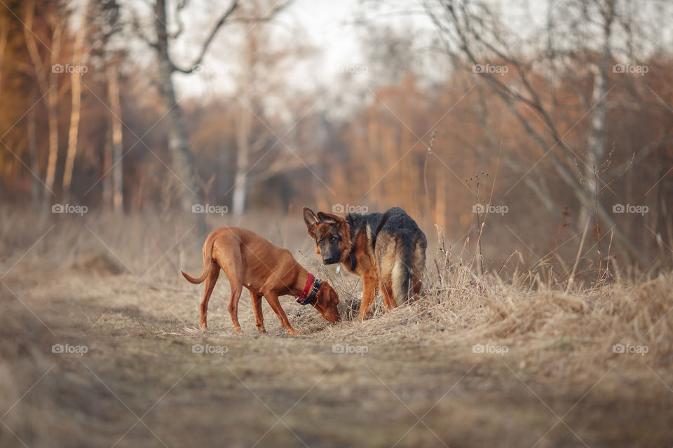 German shepherd young male dog playing with Hungarian vizsla dog outdoor at a spring evening