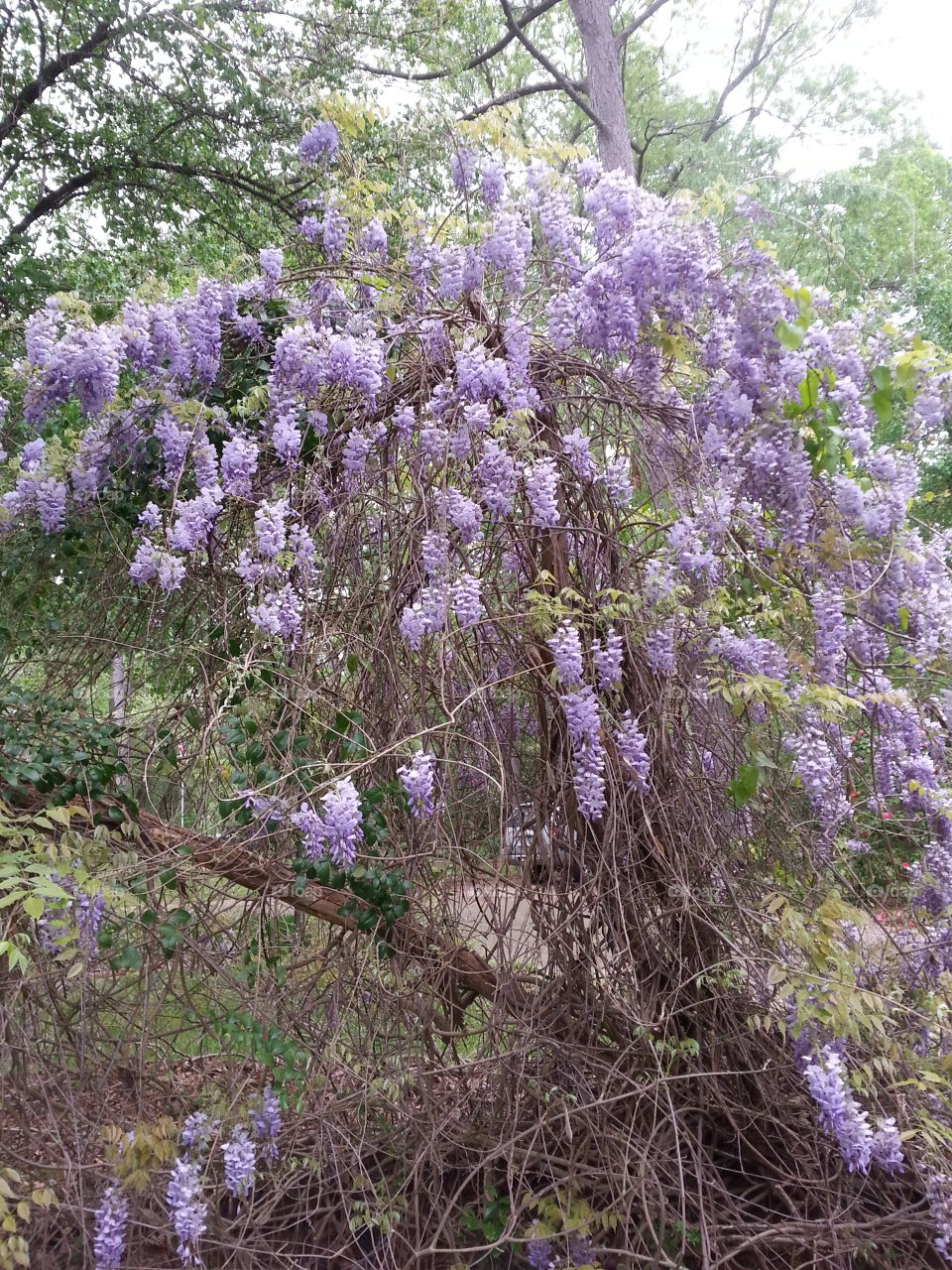 Wisteria