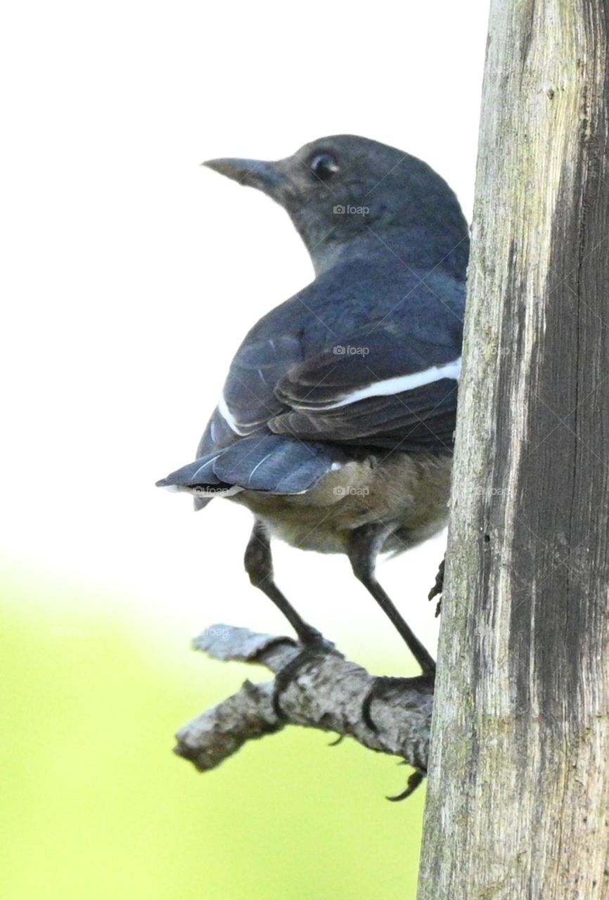 black napped Robin