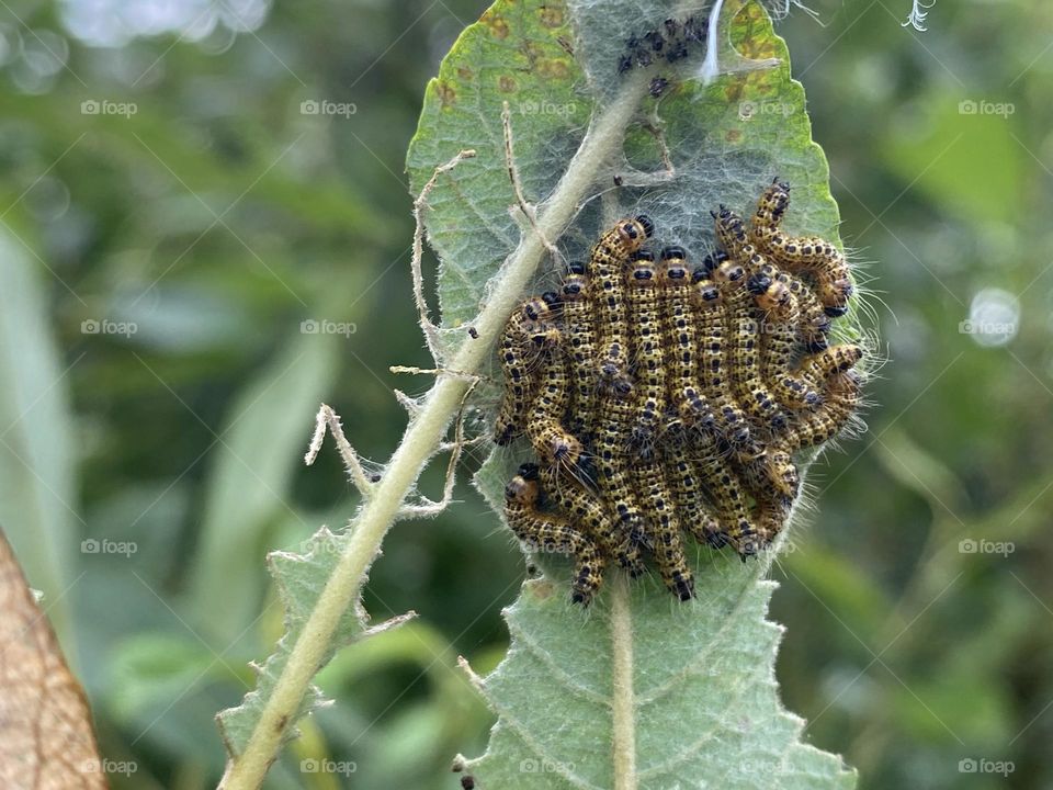 A group of caterpillars on a leaf